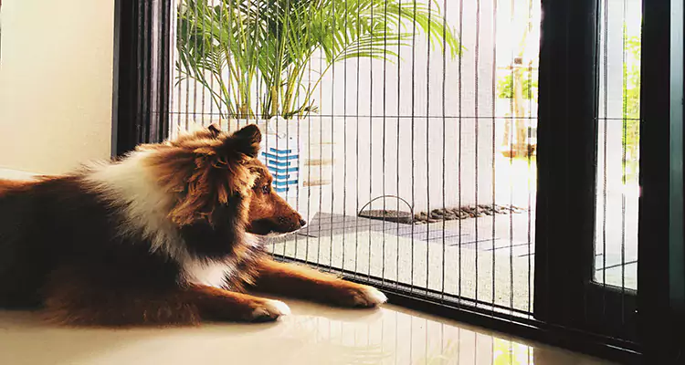 Sliding Screen Pet Door Repair in East Lake-Orient Park, FL
