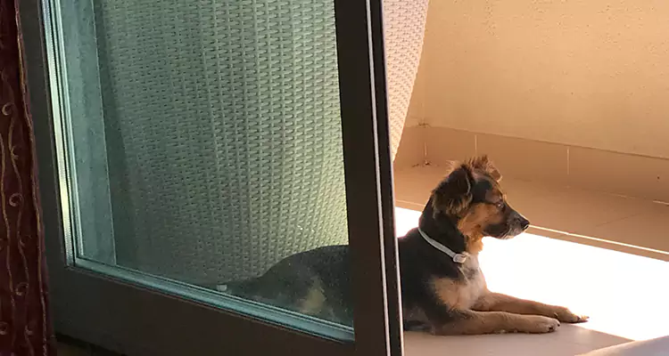 French Door Pet Screen Repair in East Lake-Orient Park, FL